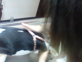 [DOG]豆豆生活小記：幼犬疫苗注射完成！ - 阿祥的網路筆記本