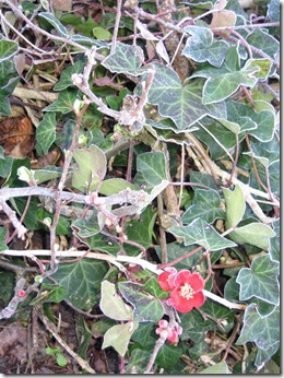 IMG_1413 (Medium)
