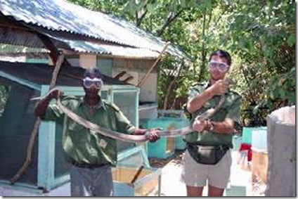 World's Largest Spitting Cobra Species found in Kenyan Bio-ken farm