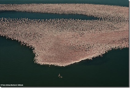 1.5 Million Flamingos on Kenya's Lake Nakuru