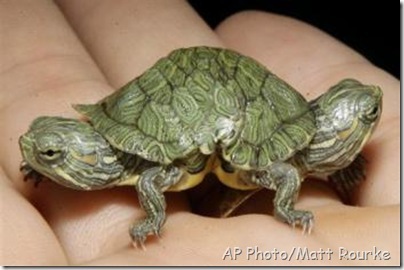 red eared sliders blueprint