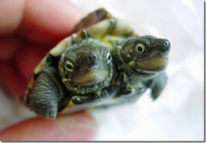 Another kind of two-headed turtle