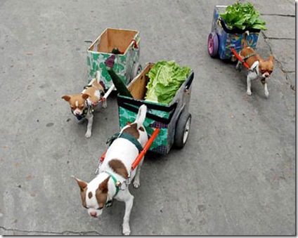 lettuce dogs