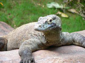 komodovaraan