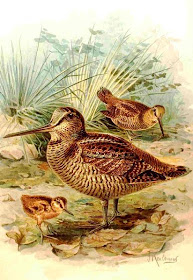 jan gerard keulemans, houtsnip