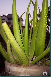 aloe vera 3