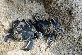 Pantai Kerachut Turtles