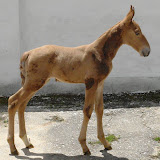 TIMBÓ IRACEMA A FILHA DA TIMBÓ DALILA II