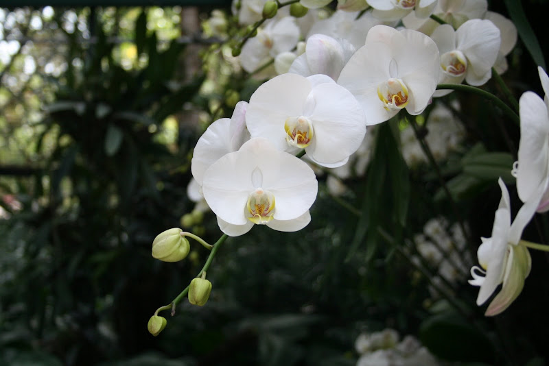 Orchid : Botanical Gardens
