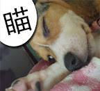 [DOG]豆豆系列超卡哇伊MSN圖！ - 阿祥的網路筆記本