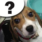 [DOG]豆豆系列超卡哇伊MSN圖！ - 阿祥的網路筆記本