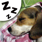 [DOG]豆豆系列超卡哇伊MSN圖！ - 阿祥的網路筆記本