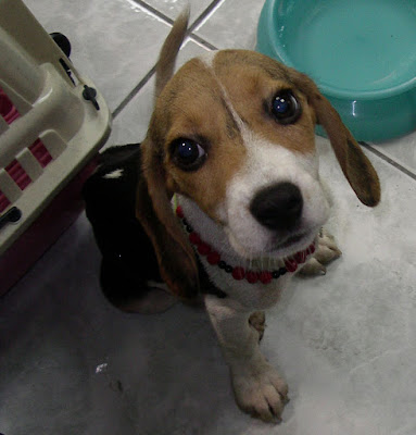 [DOG]歲月如梭…豆豆來家裡一年了！ - 阿祥的網路筆記本