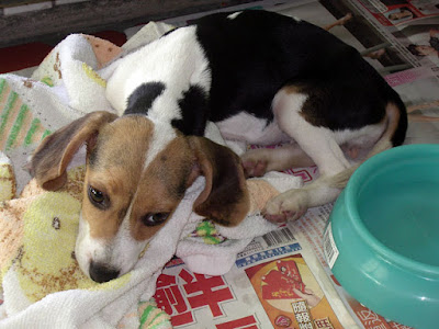 [生活]米格魯寶寶命名為“豆豆”！ - 阿祥的網路筆記本