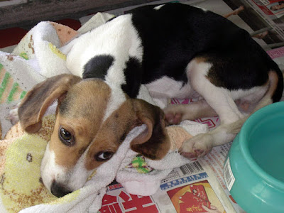 [生活]米格魯寶寶命名為“豆豆”！ - 阿祥的網路筆記本