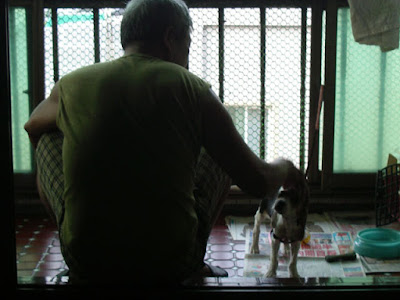 [生活]米格魯寶寶命名為“豆豆”！ - 阿祥的網路筆記本