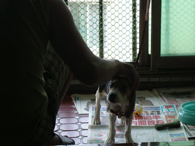 [生活]米格魯寶寶命名為“豆豆”！ - 阿祥的網路筆記本