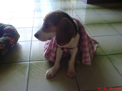 [DOG]豆豆一週大事紀！ - 阿祥的網路筆記本