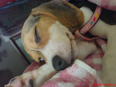 [DOG]豆豆一週大事紀！ - 阿祥的網路筆記本