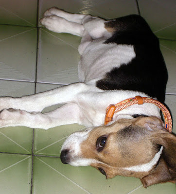 [DOG]豆豆一週大事紀！ - 阿祥的網路筆記本