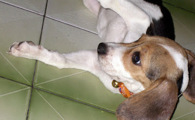 [DOG]豆豆一週大事紀！ - 阿祥的網路筆記本