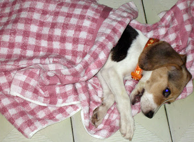 [DOG]豆豆一週大事紀！ - 阿祥的網路筆記本