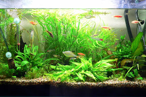 魚缸近照(Fish Tank Today)