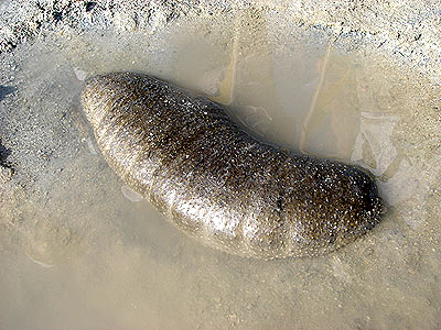 Sandfish sea cucumber, Holothuria scabra