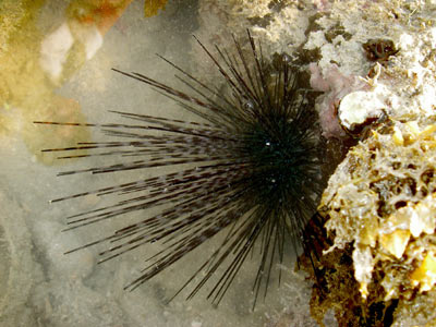 Long-spine sea urchin, Diadema setosum