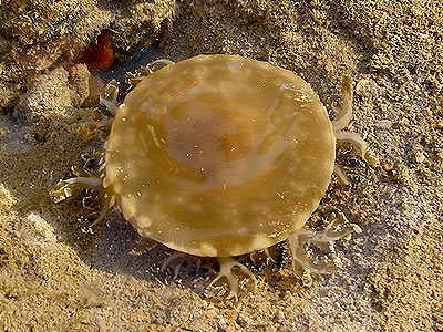 Upside-down jellyfish, Cassiopea sp.