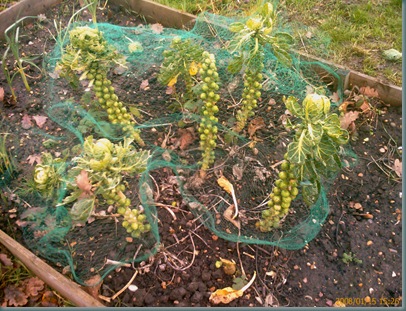 Mobile, Allotment 005