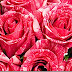 Valentine Day Flower