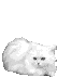 gato-1.png
