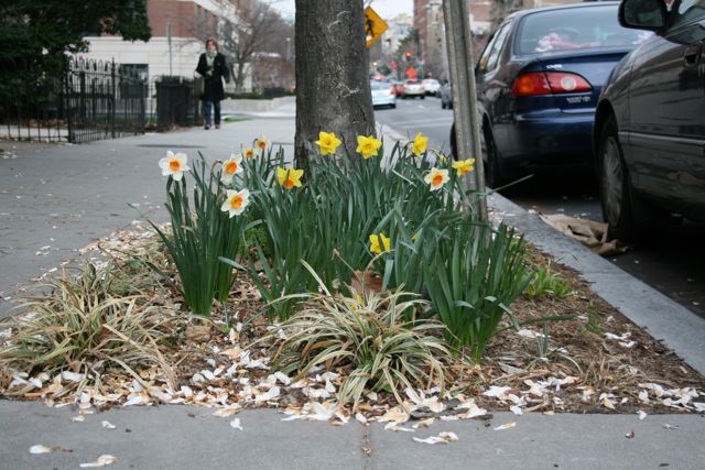 flowers22nd street.jpg