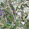 Olea Europaea Olea europaea