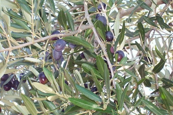 Olea Europaea Olea europaea