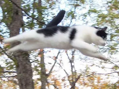 cat flying through the air in a wood