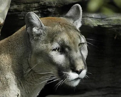 Cougar North American wildcat