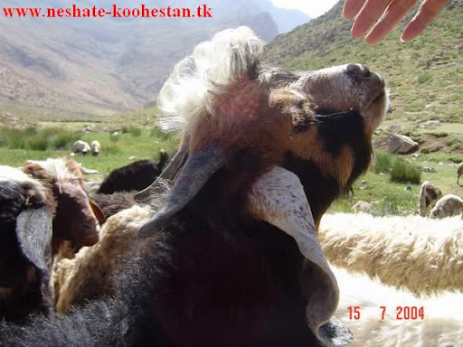 نشاط کوهستان 