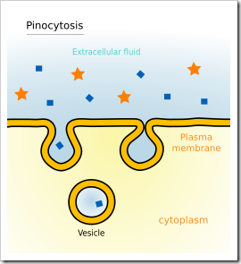 250px-Pinocytosis.svg