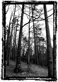 paris mountain trees ansel adams style black white photoblog whims